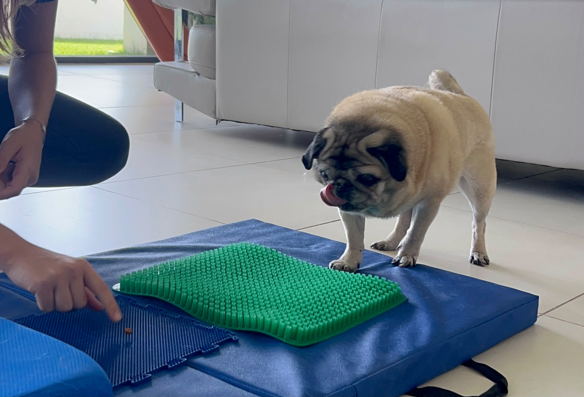 Arthritis in Dogs: Veterinary Physiotherapy in Abu Dhabi