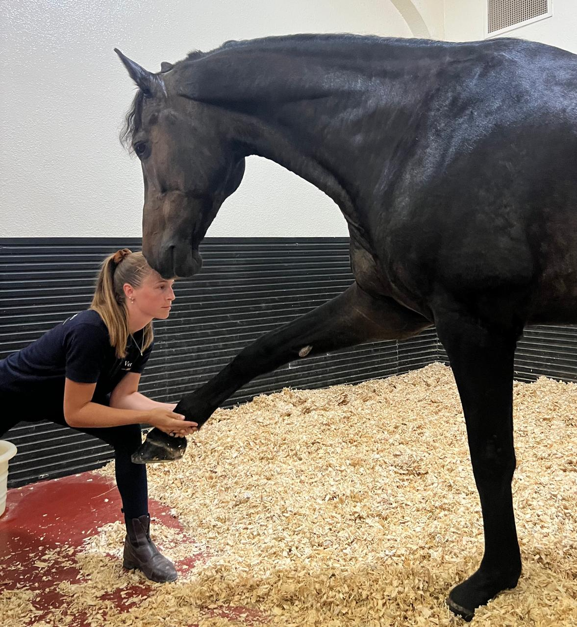 Veterinary physiotherapist performing a forelimb protraction stretch on a relaxed horse