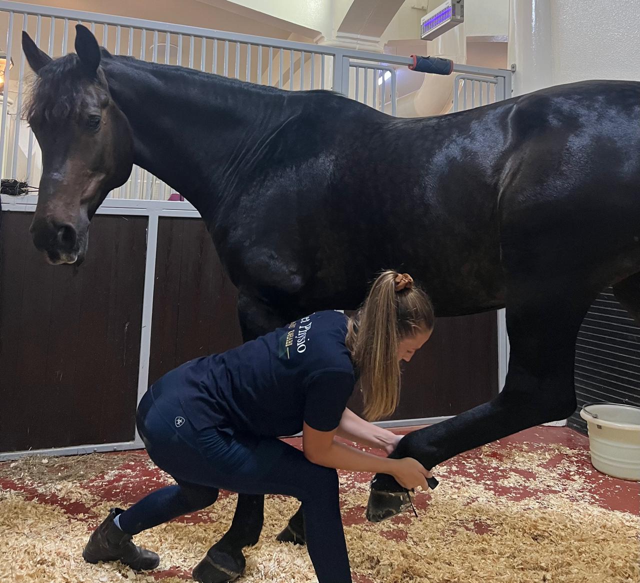 Veterinary physiotherapist performing a hind limb stretch on a relaxed horse