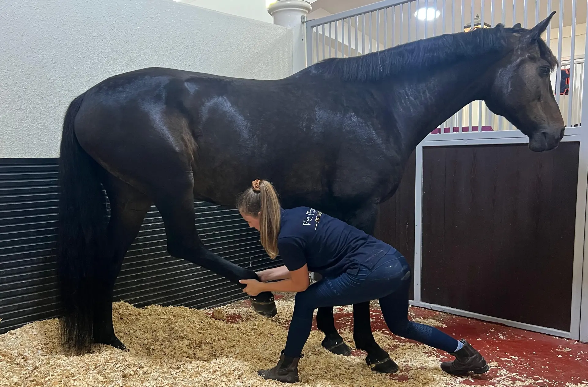 Should You Stretch Your Horse Before or After Exercise?